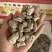 海浮石现货浮海石水泡石实拍正品发货如图