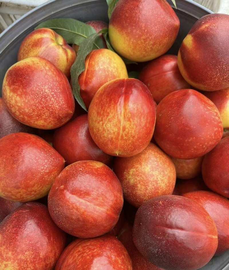 安徽砀山油桃48油桃，红油桃承接商超社团电商供货代收代发