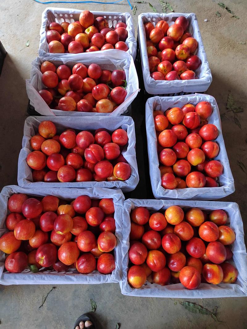 安徽砀山油桃48油桃，红油桃承接商超社团电商供货代收代发
