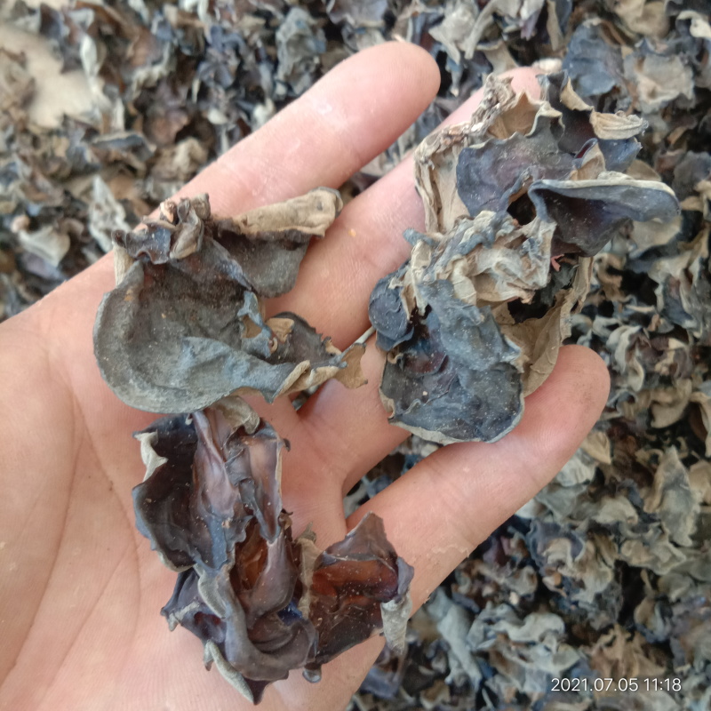 黑木耳次品木耳，制药厂用料