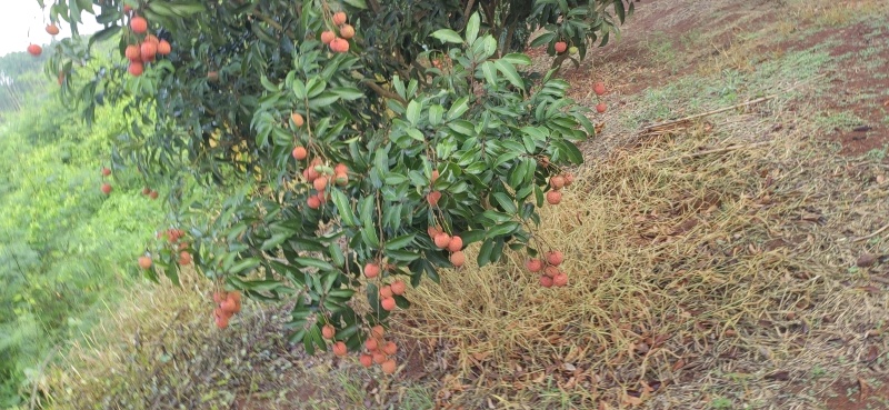 白糖罂荔枝