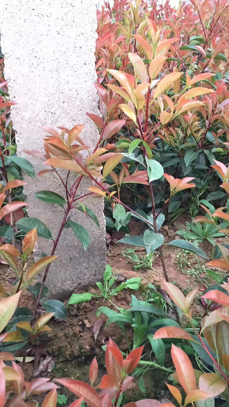 红叶石楠