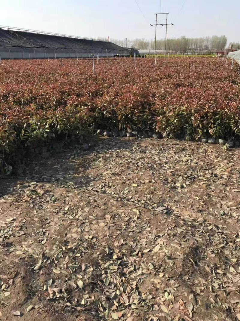 红叶石楠