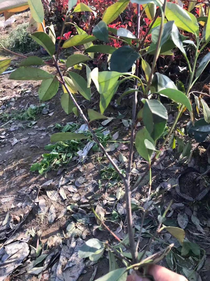 红叶石楠
