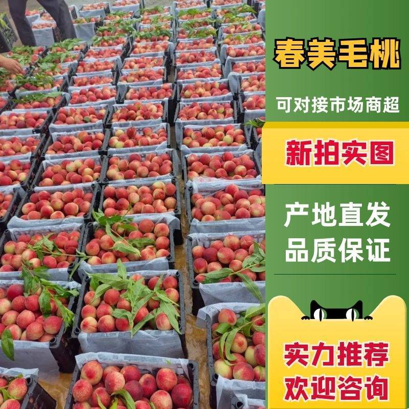 一件代发毛桃皮薄爆汁水蜜桃各种平台量大从优质量保证
