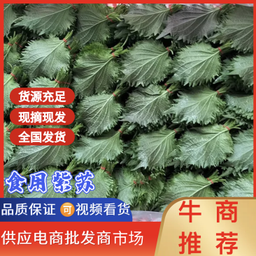 紫苏叶精品，100片产地供货量大从优，对接市场商超