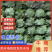 紫苏叶精品，100片产地供货量大从优，对接市场商超