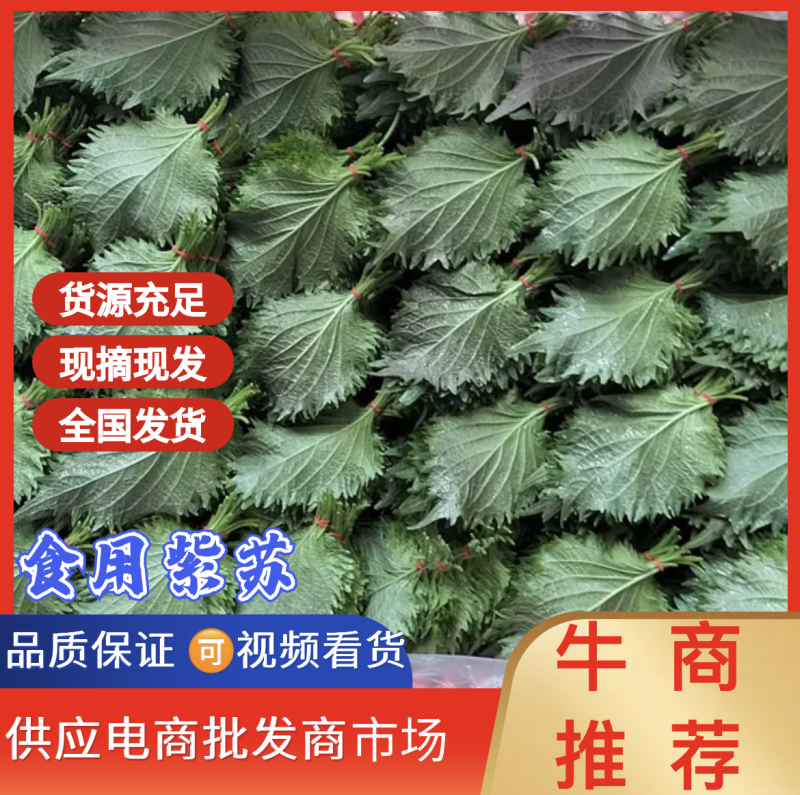 紫苏叶精品，100片产地供货量大从优，对接市场商超