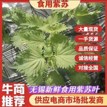 紫苏叶，通货散装价格优惠，产地直供，欢迎电联采购