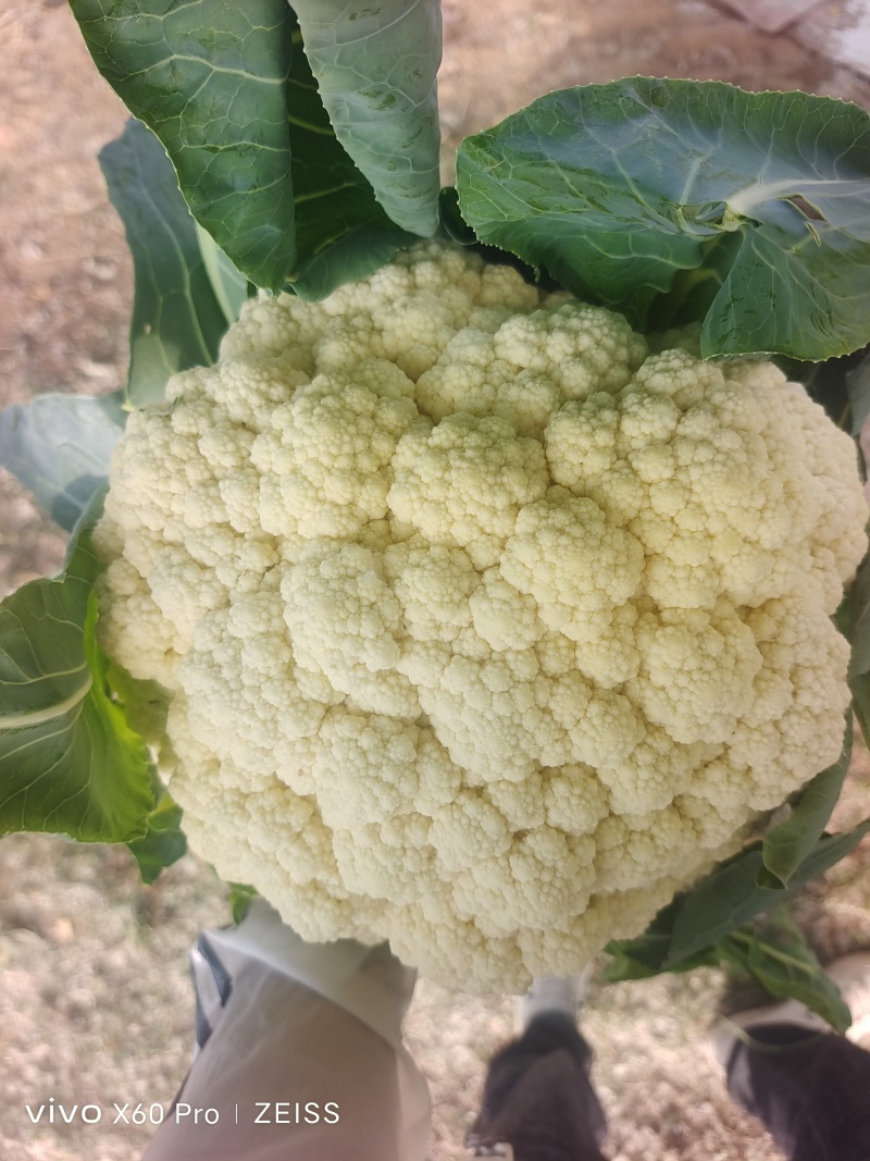 精品花菜，大量有货，市场商超电商，全国发货！