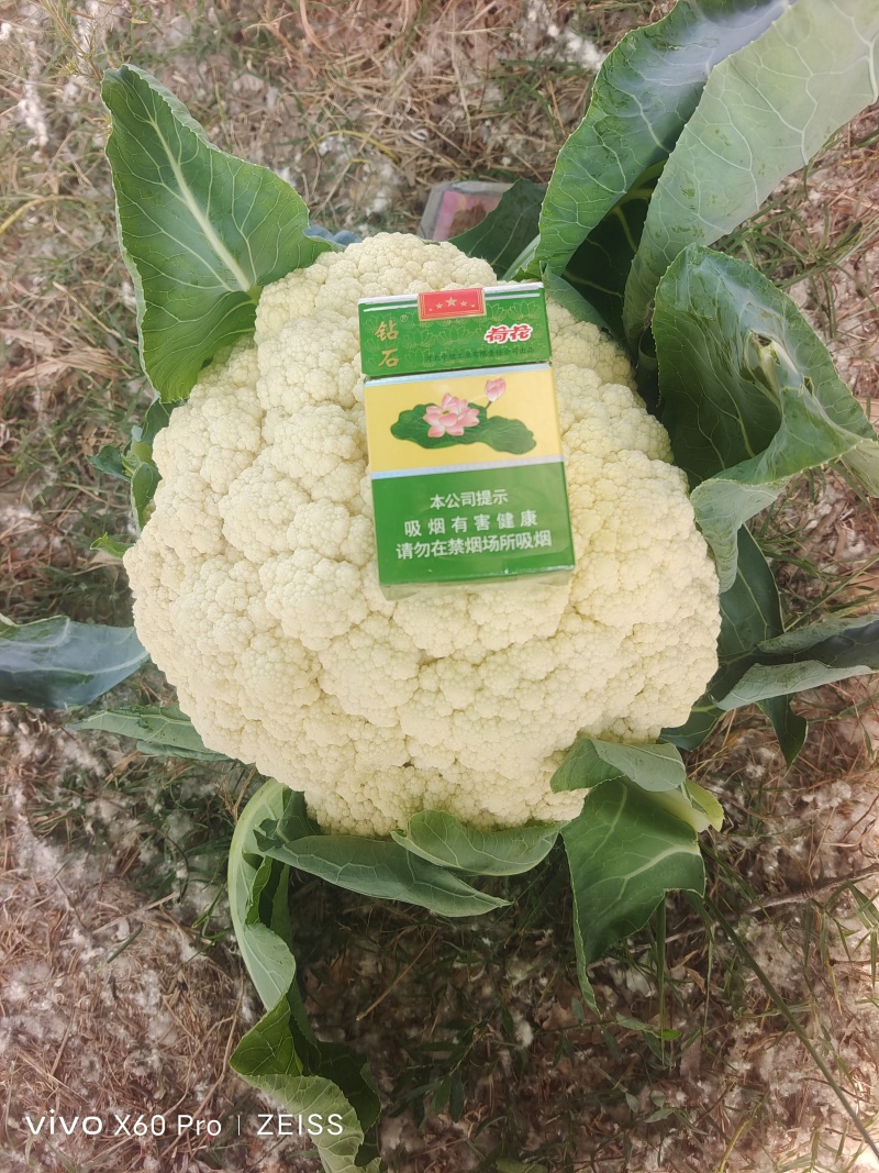 精品花菜，大量有货，市场商超电商，全国发货！