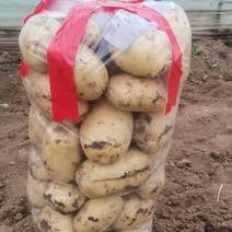 辽宁葫芦岛V7土豆大量上市货源充足价格美丽欢迎来电