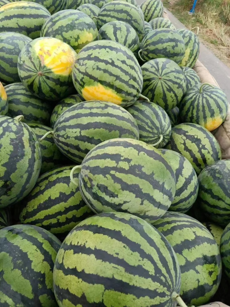 美都西瓜安徽西瓜皮薄多汁现摘现发包熟包甜量大从优
