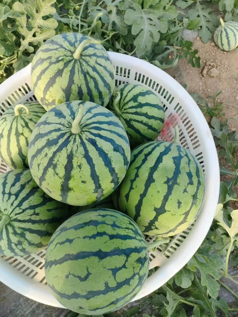 美都西瓜安徽西瓜皮薄多汁现摘现发包熟包甜量大从优