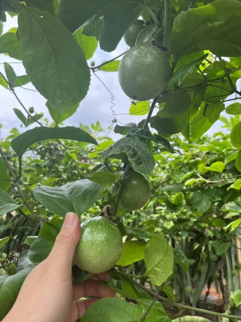黄金百香果
