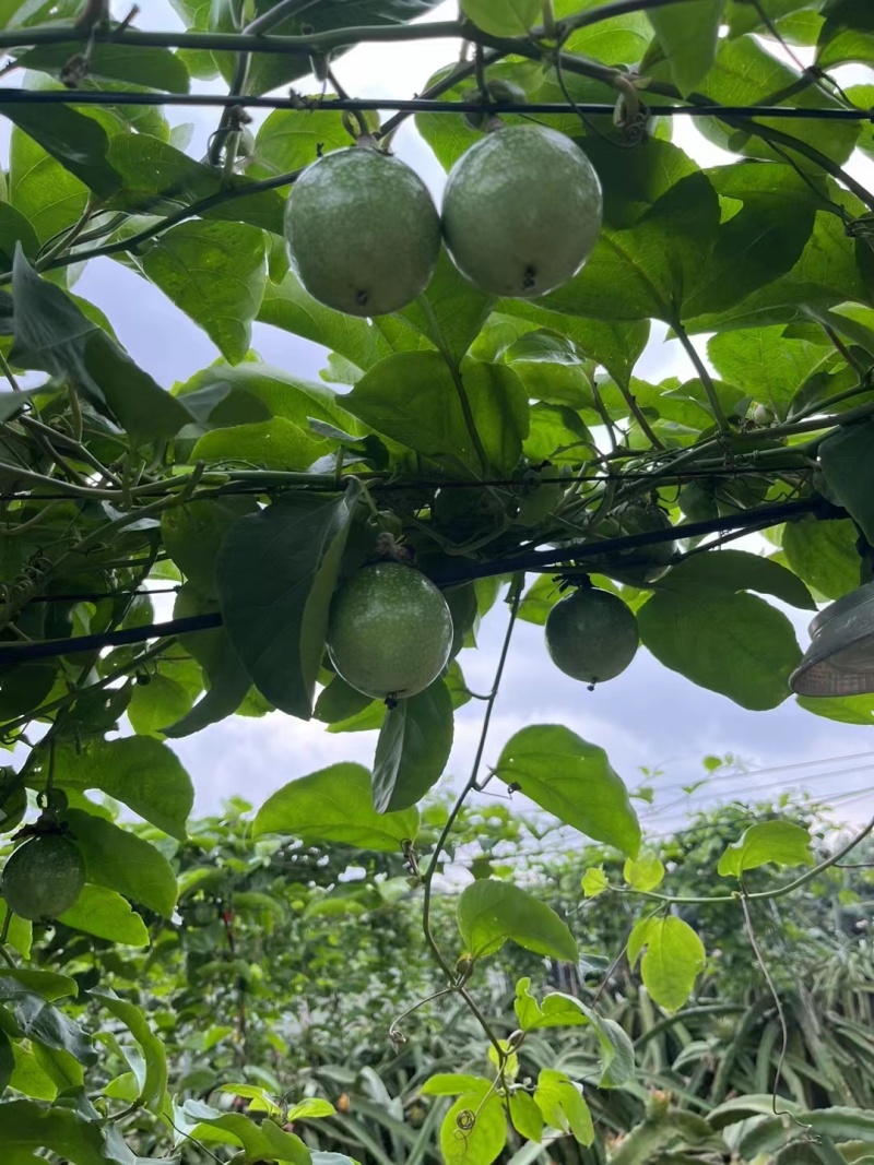 黄金百香果