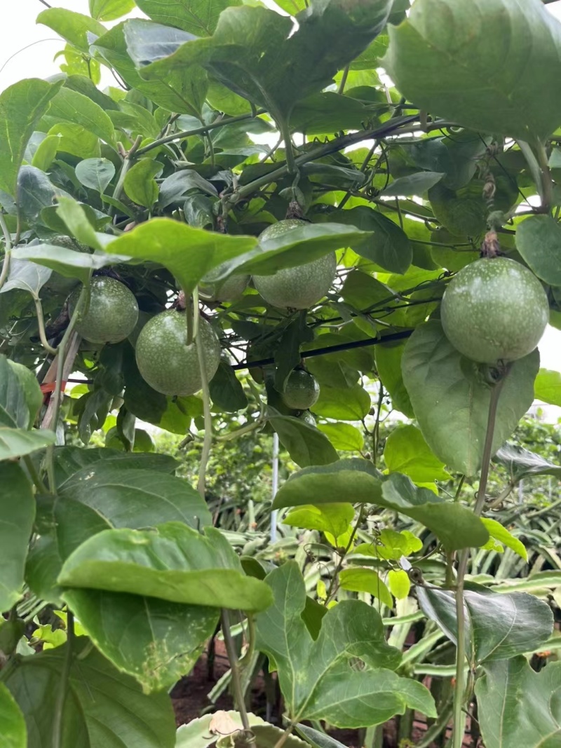 黄金百香果