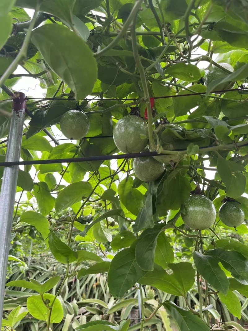 黄金百香果