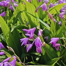 紫花三叉大白芨药典品种安徽池州基地现挖直发