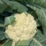 精品花菜，大量有货，市场商超电商，全国发货！