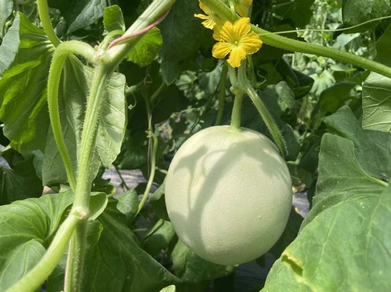 【热卖】莘县冰淇淋玉菇甜瓜精品甜瓜保质诚信经营
