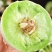 【热卖】莘县冰淇淋玉菇甜瓜精品甜瓜保质诚信经营