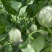 【热卖】莘县冰淇淋玉菇甜瓜精品甜瓜保质诚信经营