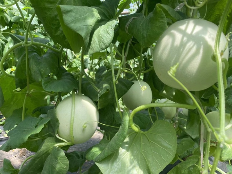 【热卖】莘县冰淇淋玉菇甜瓜精品甜瓜保质诚信经营