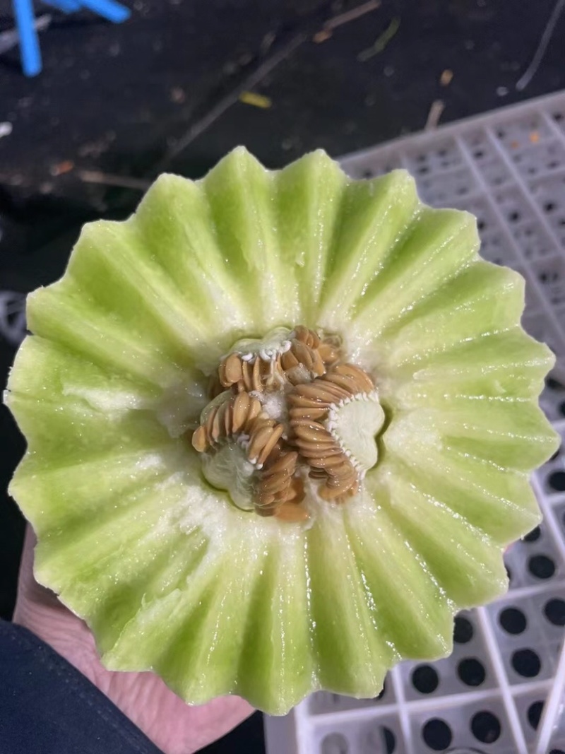 【热卖】莘县冰淇淋玉菇甜瓜精品甜瓜保质诚信经营