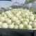 【热卖】莘县冰淇淋玉菇甜瓜精品甜瓜保质诚信经营