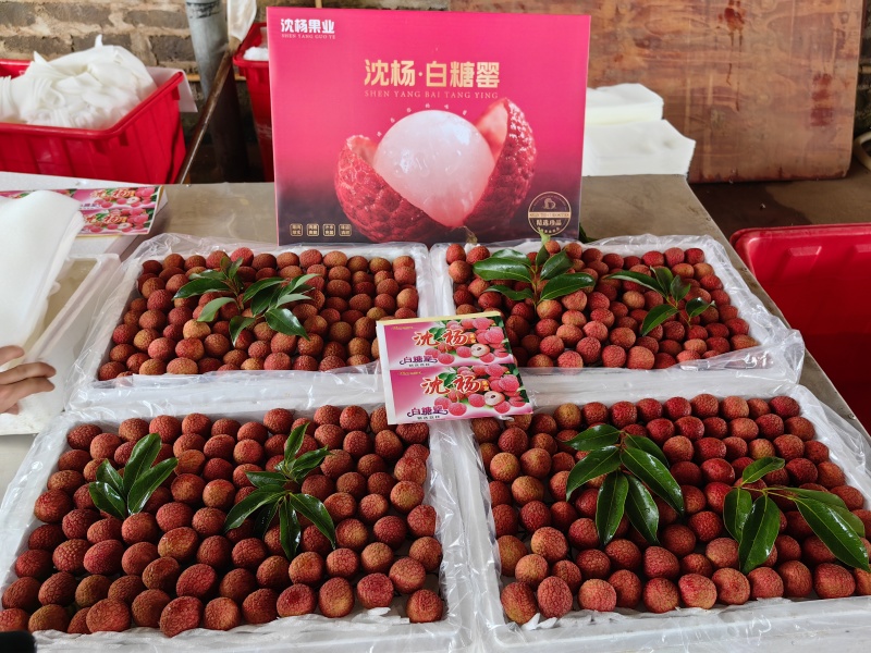 徐闻白糖罂荔枝