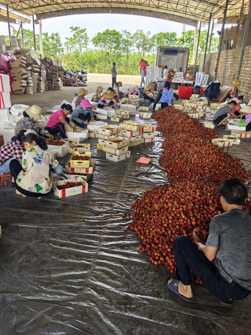 徐闻白糖罂荔枝