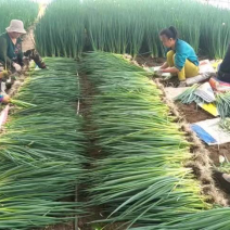 小香葱，大量上市，价格便宜抓紧抢购