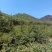 青海云杉