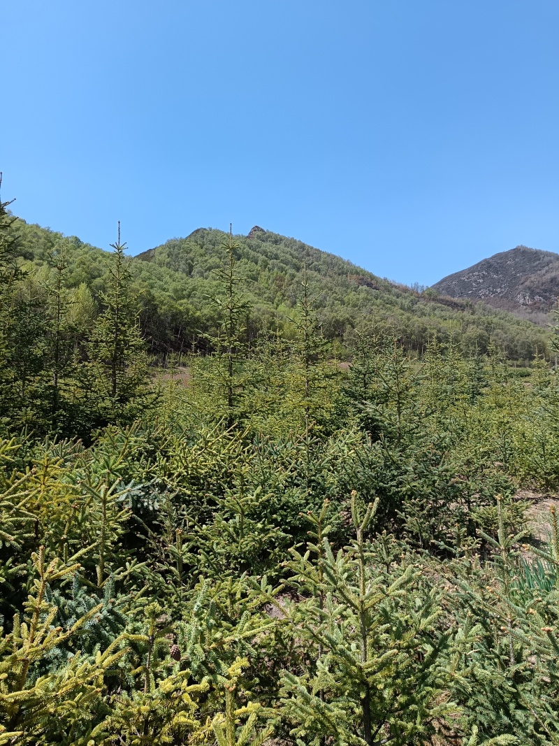 青海云杉