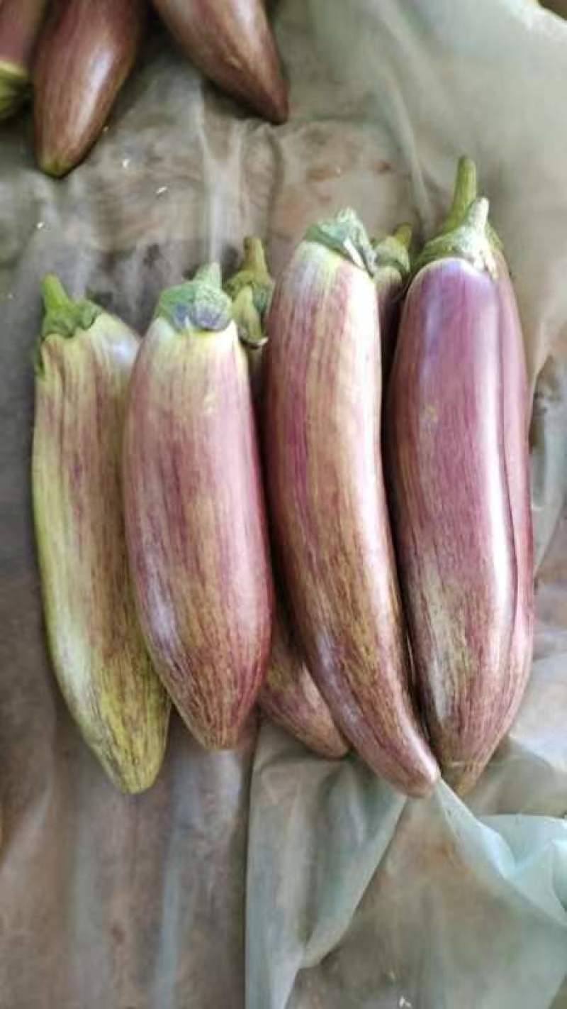 西双版纳冰川茄子