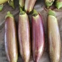 西双版纳冰川茄子