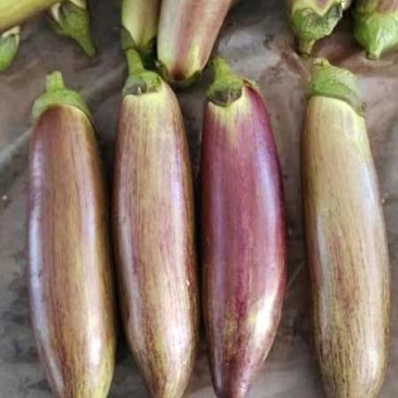 西双版纳冰川茄子