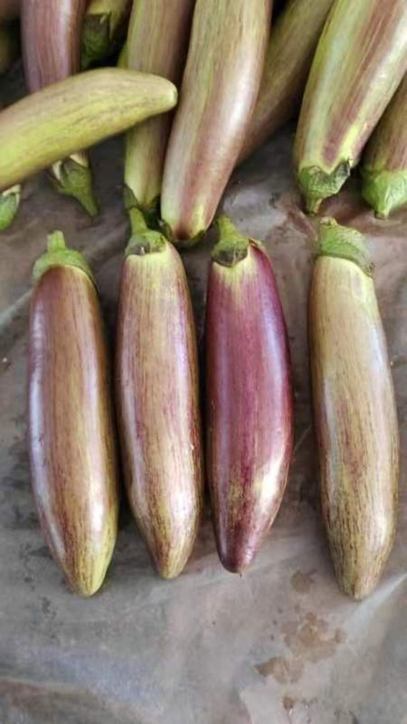 西双版纳冰川茄子