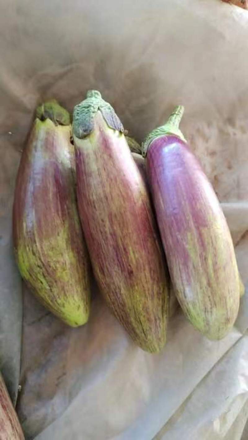 西双版纳冰川茄子
