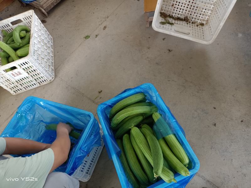 油皮丝瓜香丝瓜