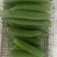 油皮丝瓜香丝瓜
