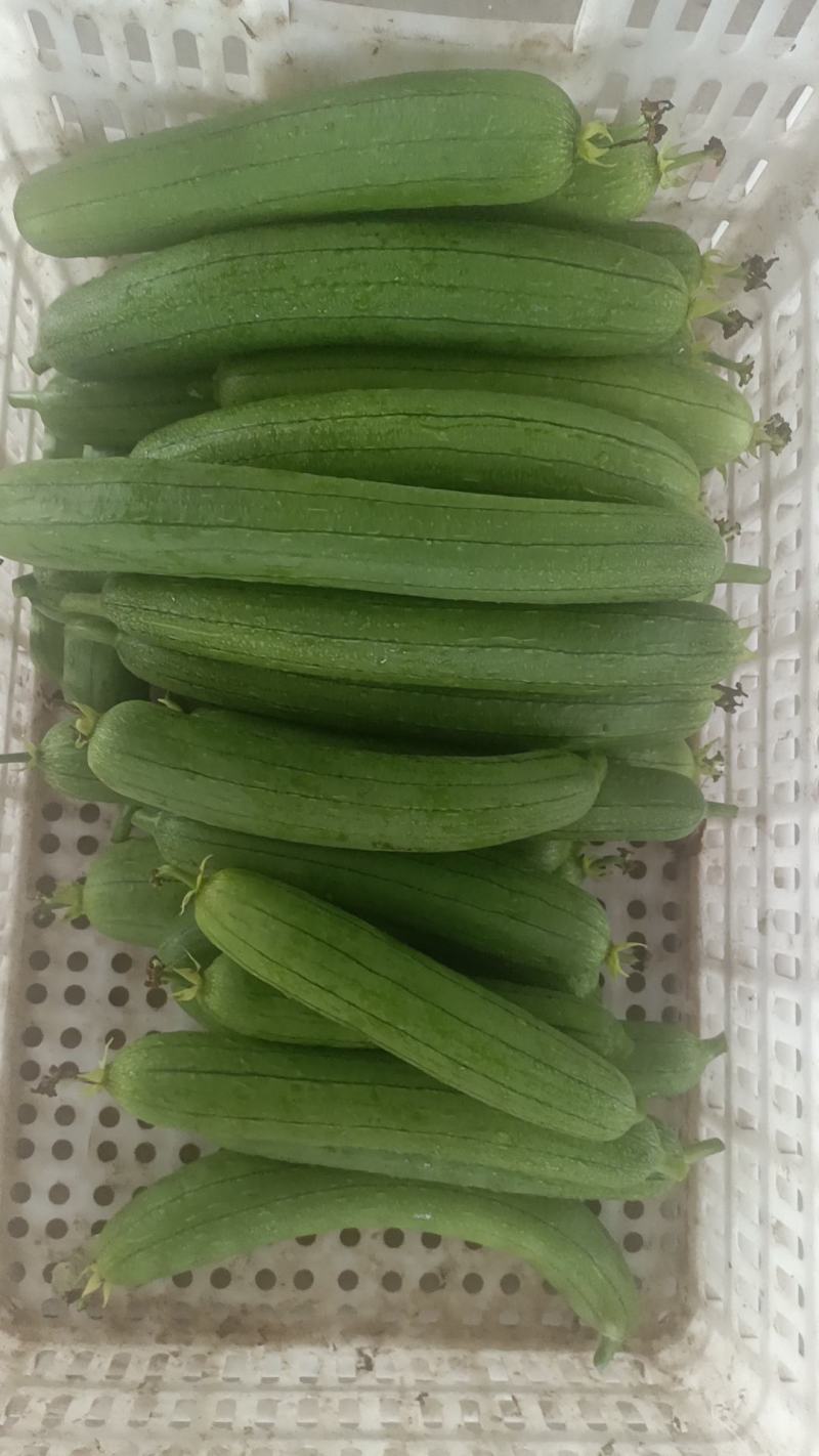油皮丝瓜香丝瓜