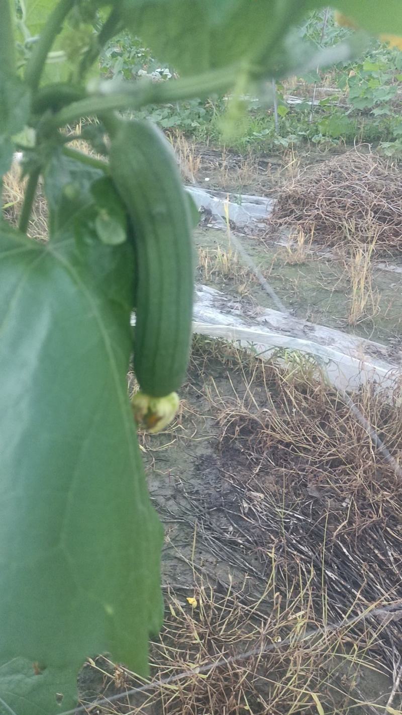 油皮丝瓜香丝瓜