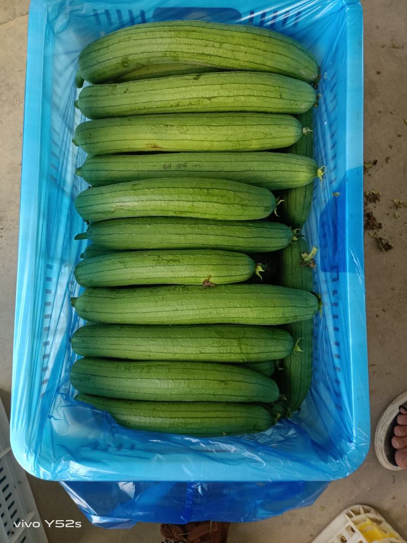 油皮丝瓜香丝瓜