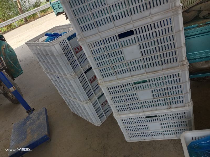 油皮丝瓜香丝瓜