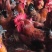 红毛大公鸡