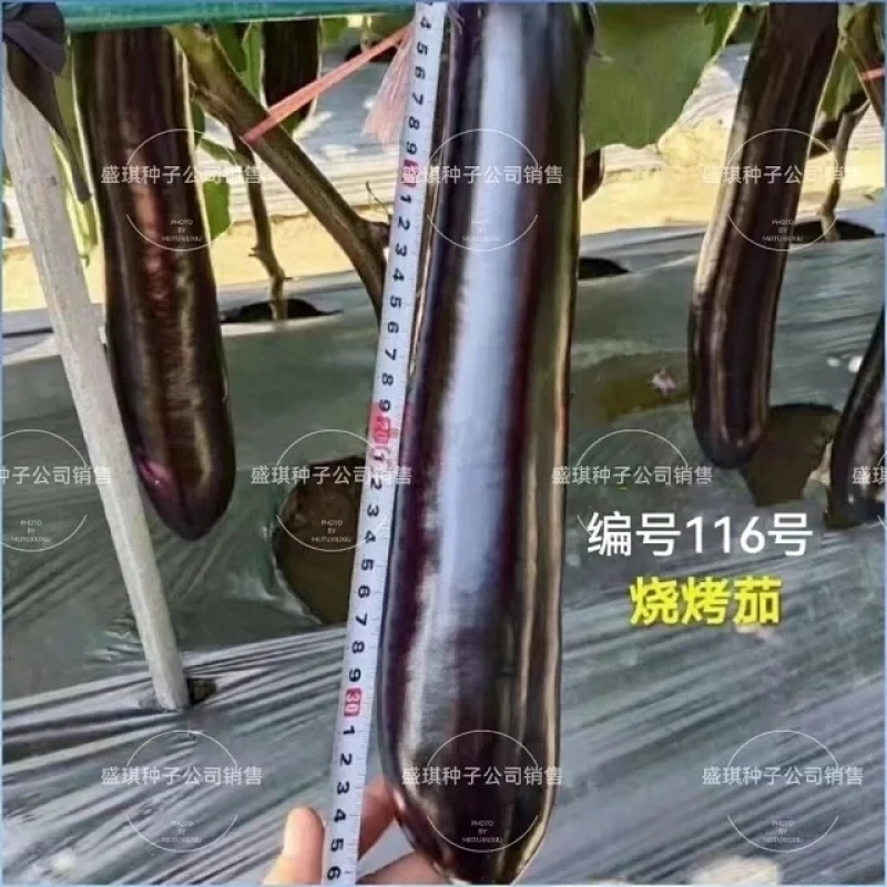 深紫红烧烤茄种子适合春秋栽培果长28-33厘米左右
