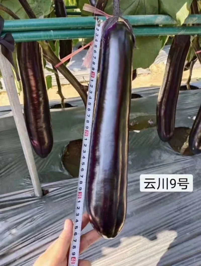 深紫红烧烤茄种子适合春秋栽培果长28-33厘米左右