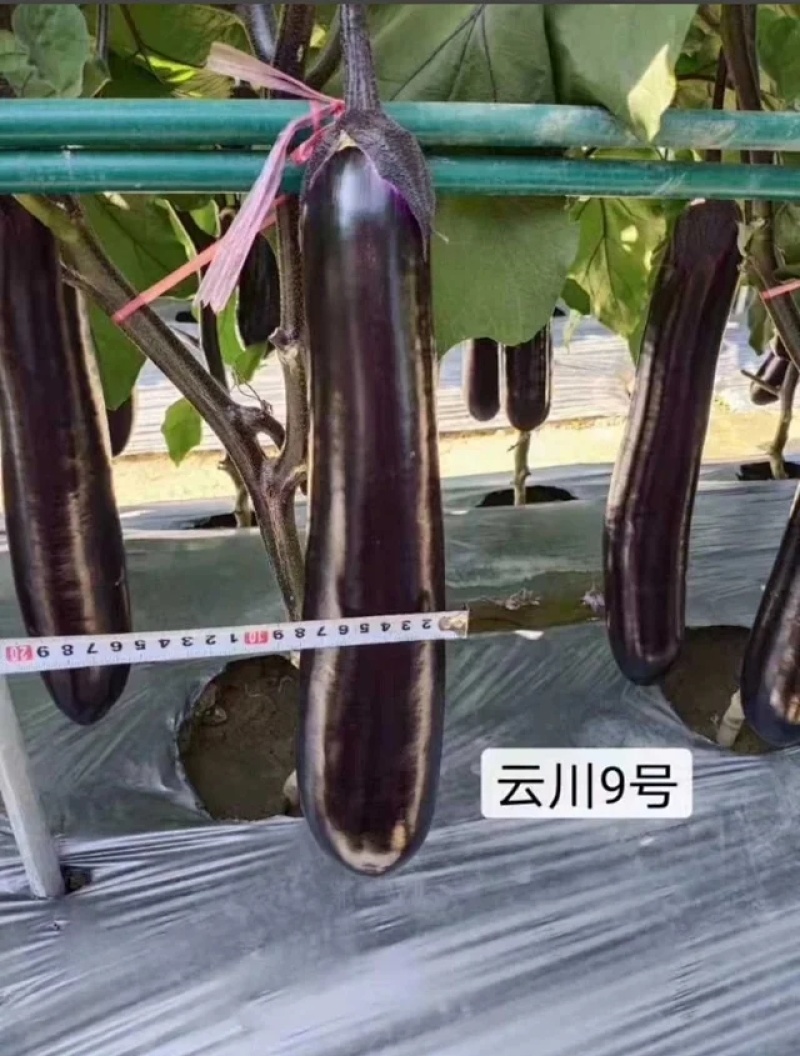 深紫红烧烤茄种子适合春秋栽培果长28-33厘米左右